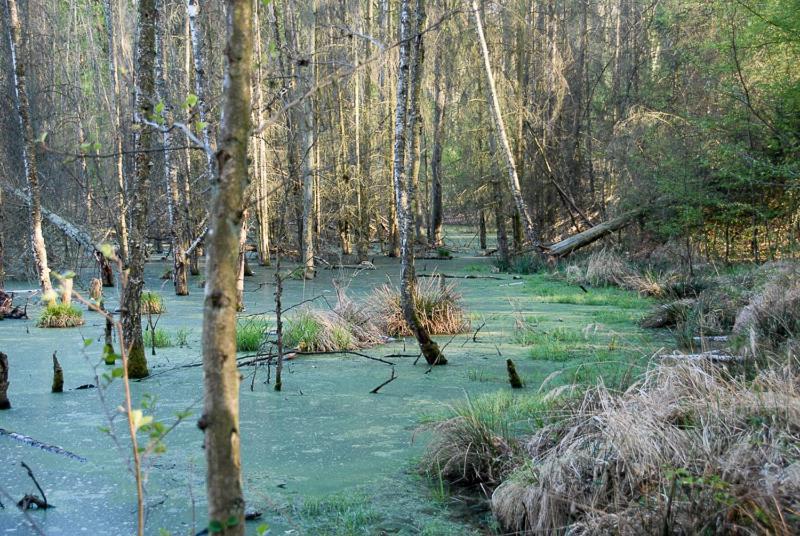 Ferienwohnung Uckermarkblick Ziehten ภายนอก รูปภาพ